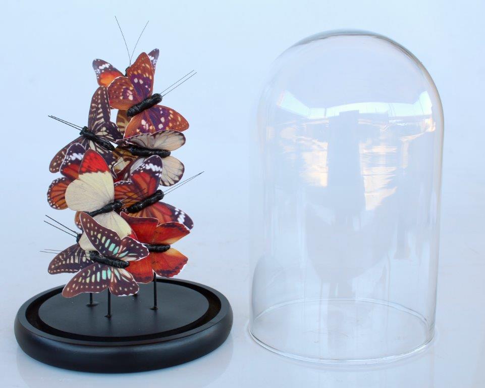 Small Glass Dome Brown Butterflies